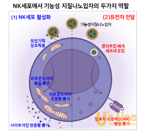 ▲ 기능성 지질나노입자의 NK세포 활성화 및 유전자 전달