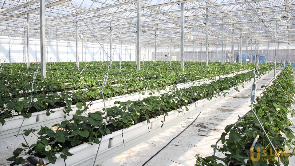 DU스마트팜 교육센터 딸기 재배 공간