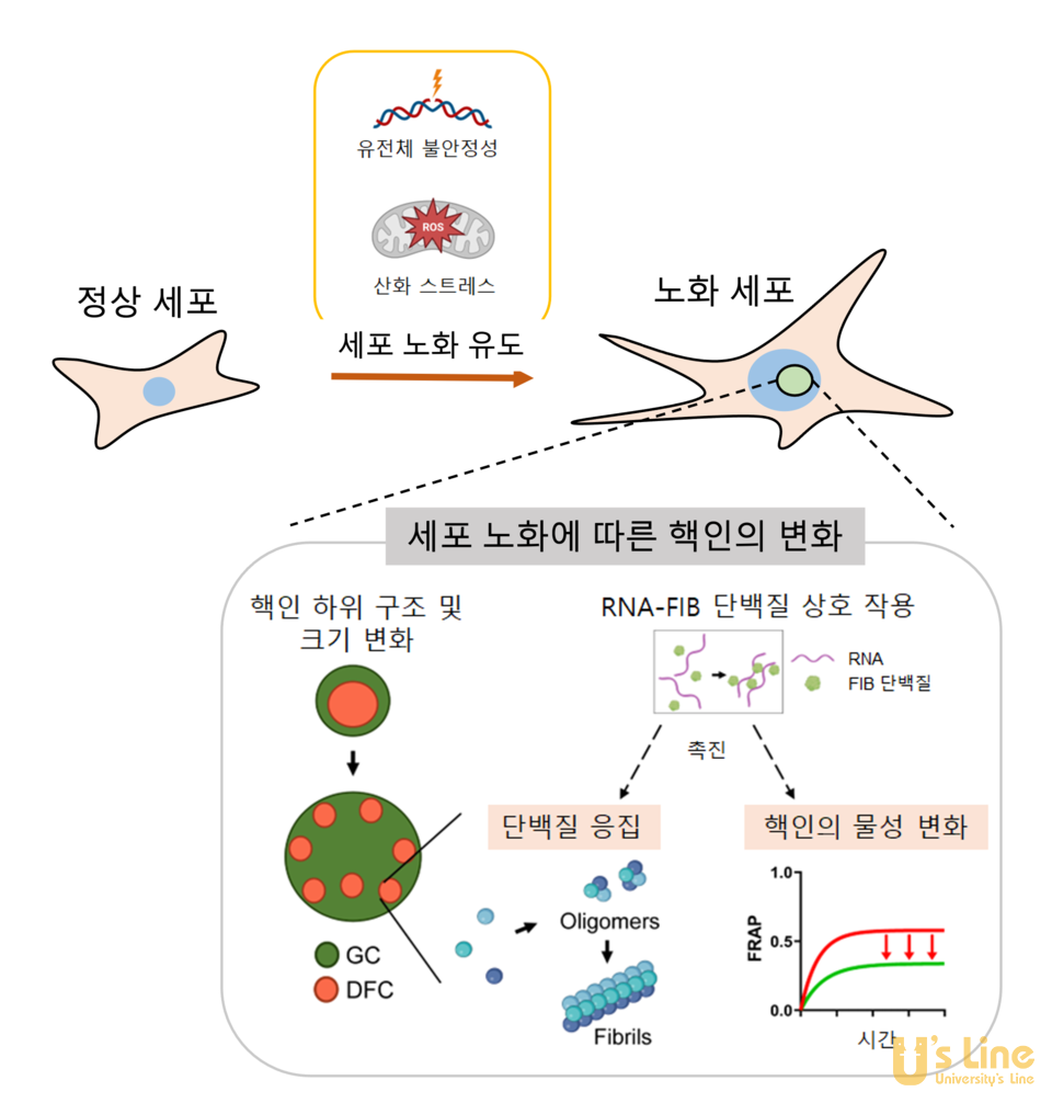성균관대 권영대 교수 연구팀, 새로운 차원의 노화세포 표현형 규명